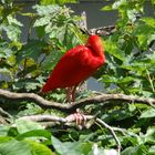 Roter Ibis