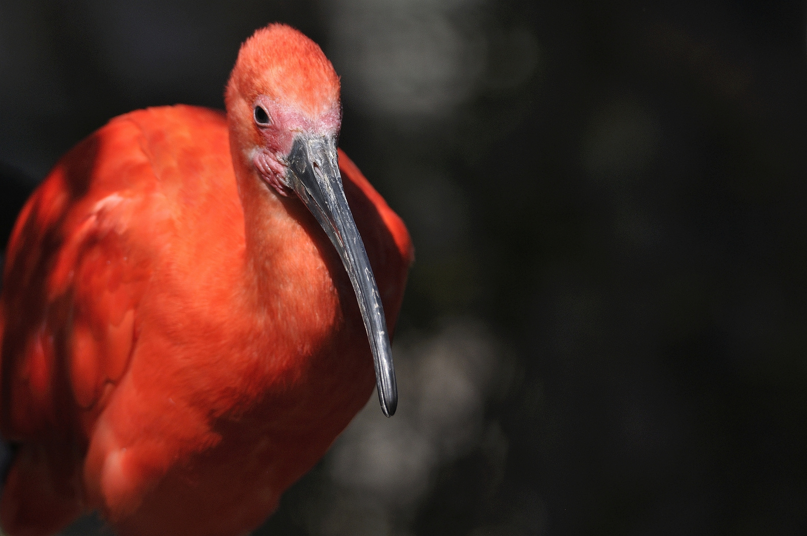 roter Ibis