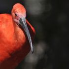 roter Ibis