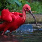 Roter Ibis