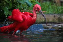 Roter Ibis