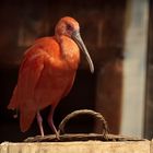 roter Ibis