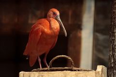 roter Ibis