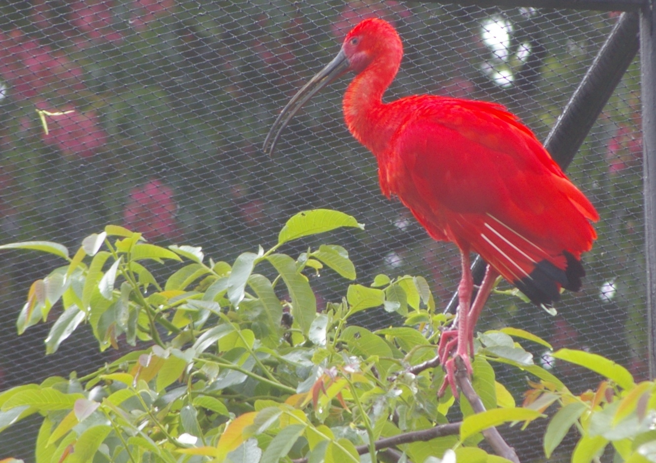 Roter Ibis