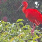 Roter Ibis