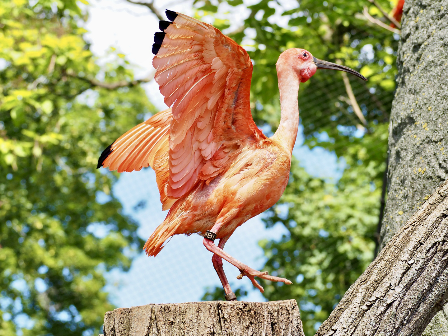 roter Ibis? im Leipziger Zoo