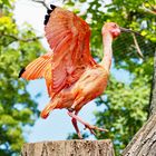 roter Ibis? im Leipziger Zoo