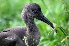 Roter Ibis - Küken