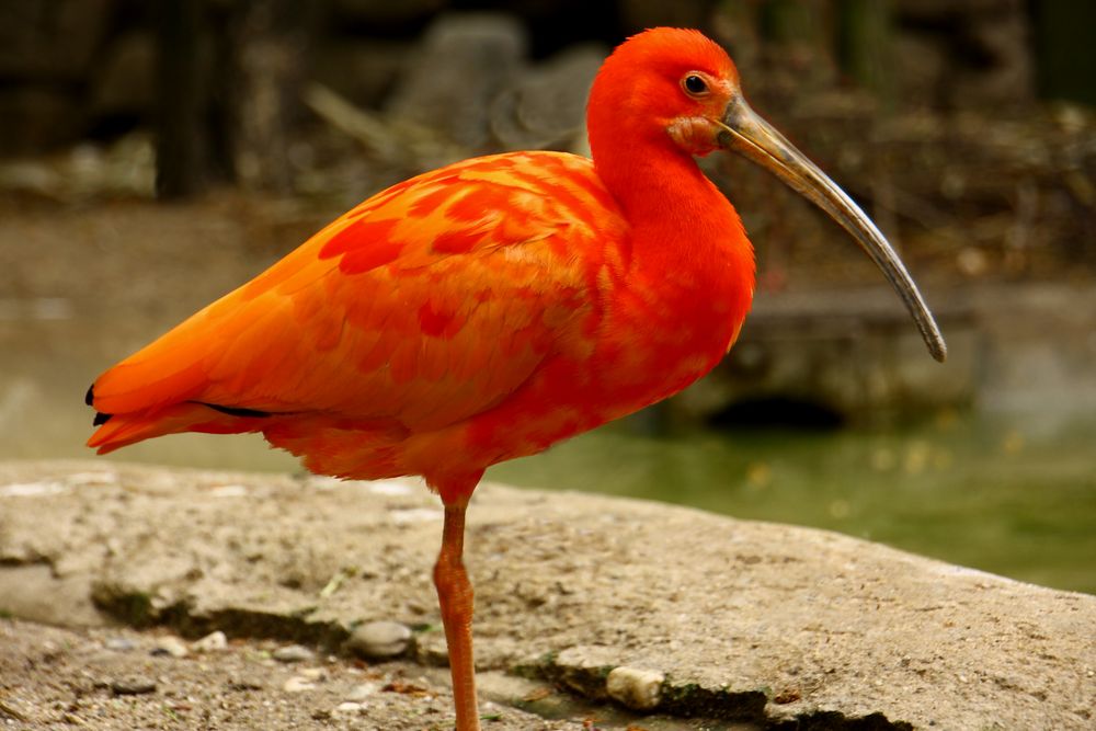 Roter Ibis (Scharlachsichler)