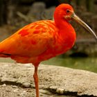 Roter Ibis (Scharlachsichler)