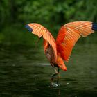 Roter Ibis_2