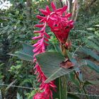 Roter Ingwer ( Alpinia purpurata)