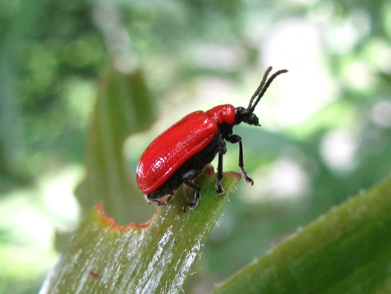 Roter Käfer Foto & Bild tiere, käfer, natur Bilder auf