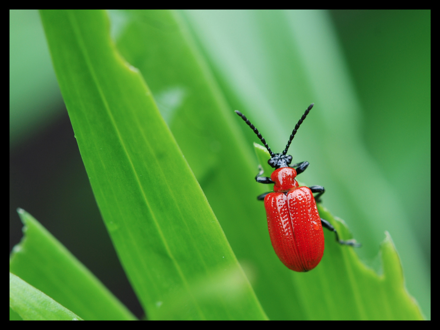 Roter Kafer Foto Bild Tiere Kafer Kafer Rot Bilder Auf Fotocommunity