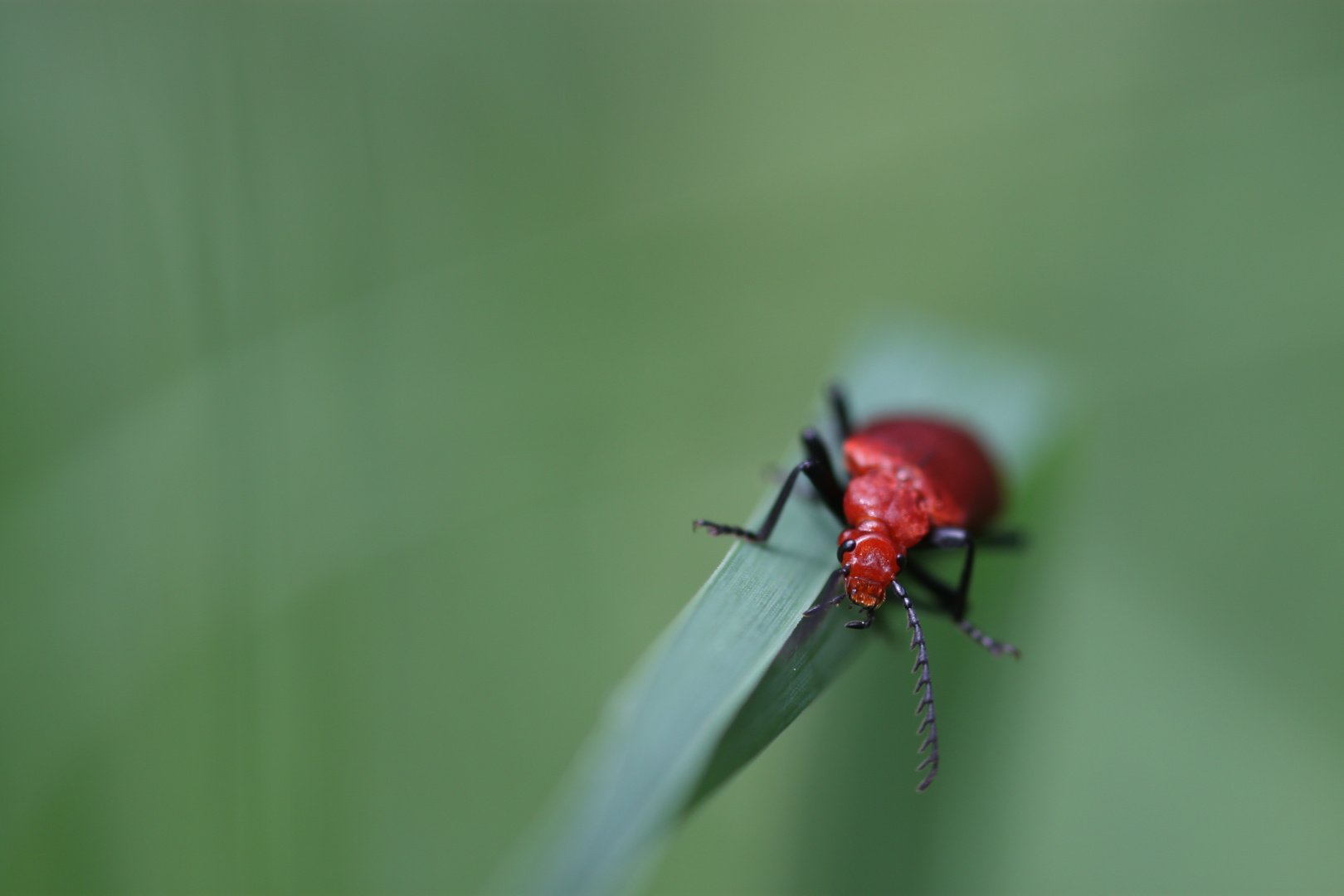 roter käfer