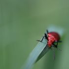roter käfer