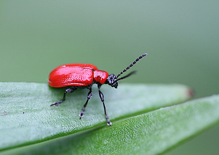 Roter Käfer