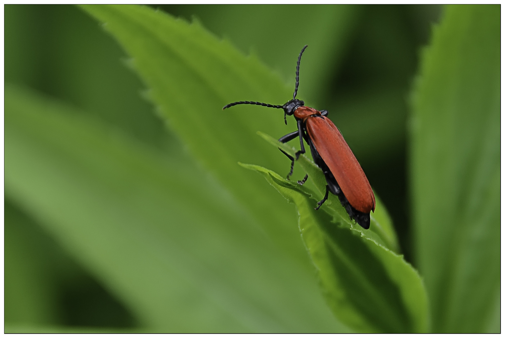 roter Käfer Foto & Bild tiere, natur, vogel Bilder auf