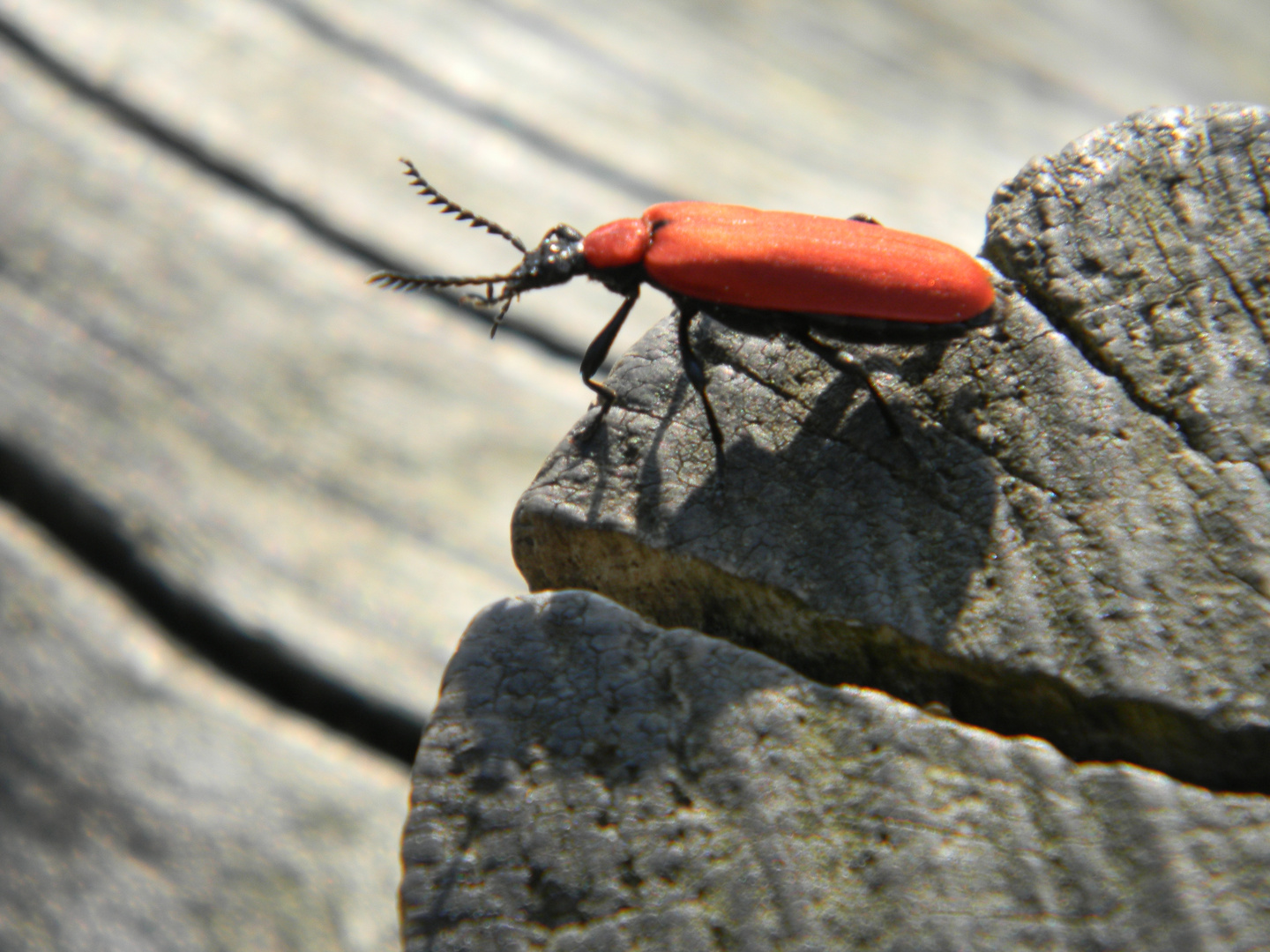 roter Käfer