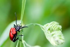 Roter Käfer