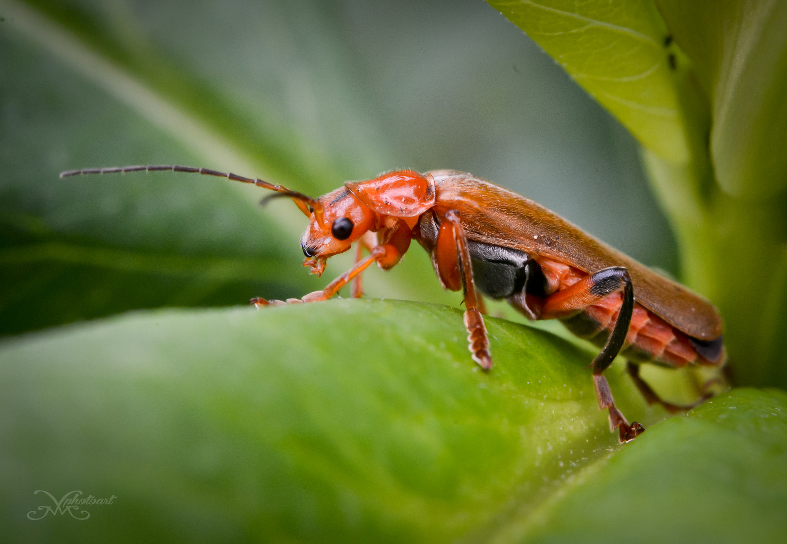 Roter Käfer