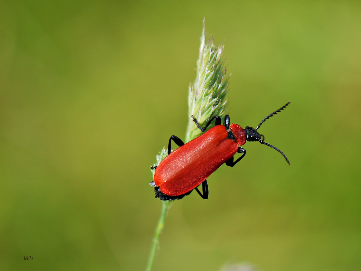 Roter Kafer Foto Bild Tiere Wildlife Insekten Bilder Auf Fotocommunity