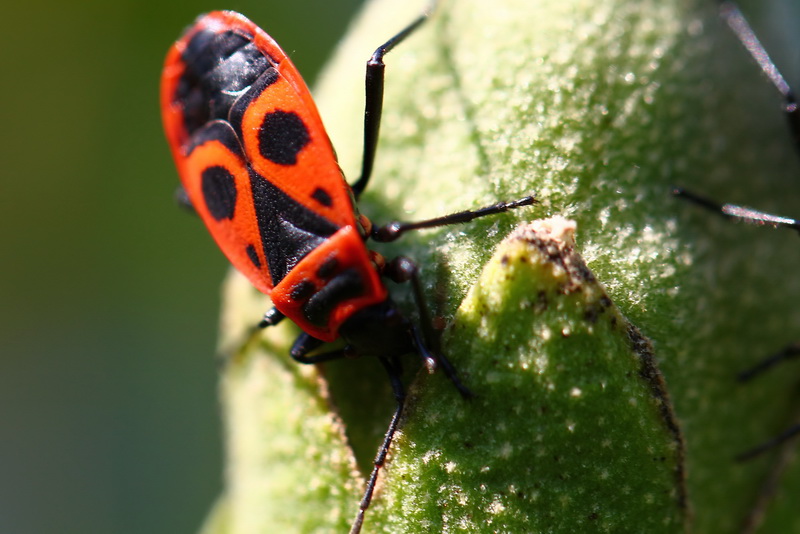 roter Käfer Foto & Bild tiere, wildlife, insekten Bilder auf