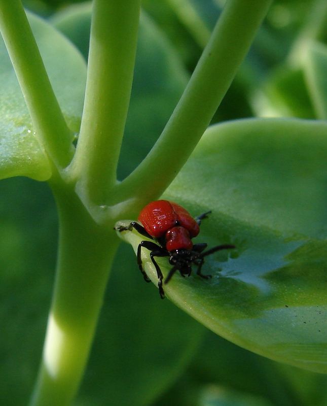 Roter Käfer