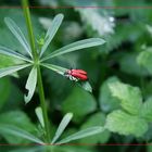 Roter Käfer ...