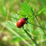 Roter Käfer