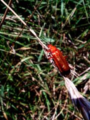 Roter Käfer