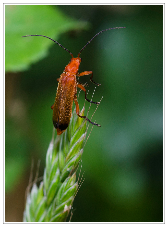 roter Käfer