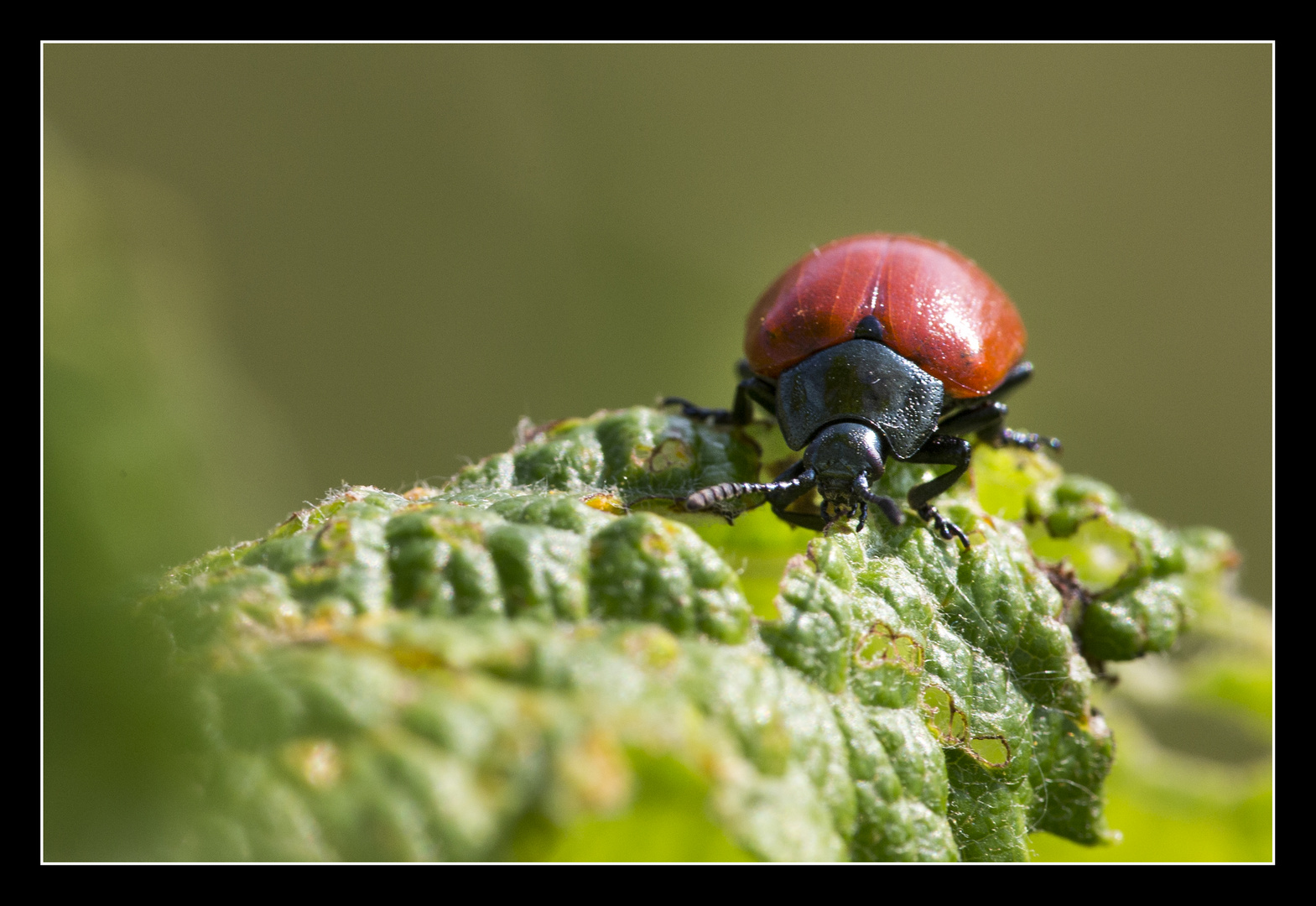 Roter Käfer