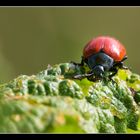 Roter Käfer