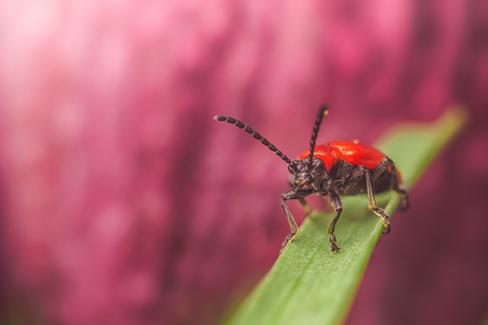 roter Käfer