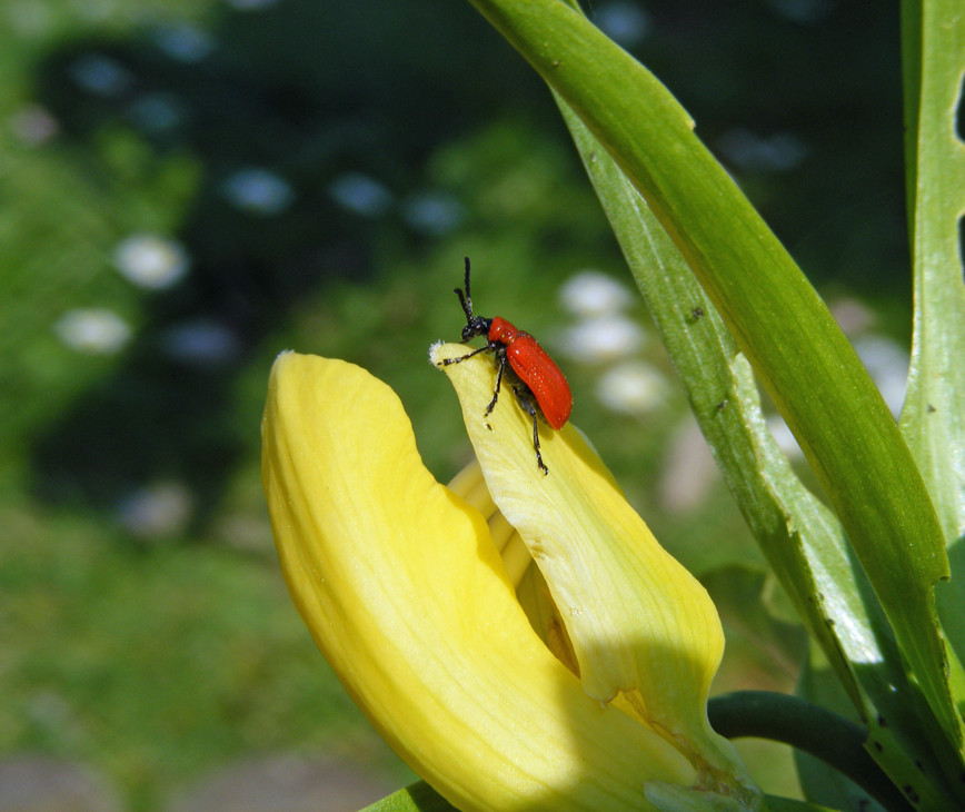 Roter Käfer