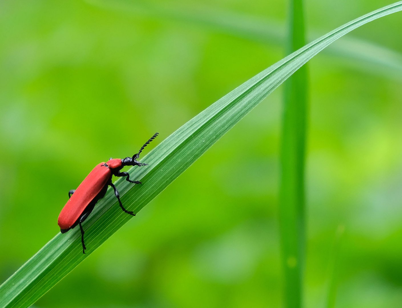 Roter Käfer auf grünem Halm