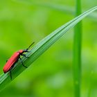 Roter Käfer auf grünem Halm