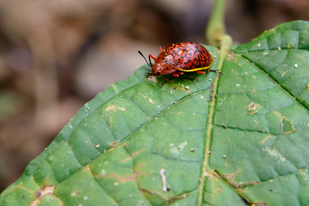 roter Käfer