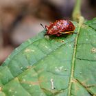 roter Käfer