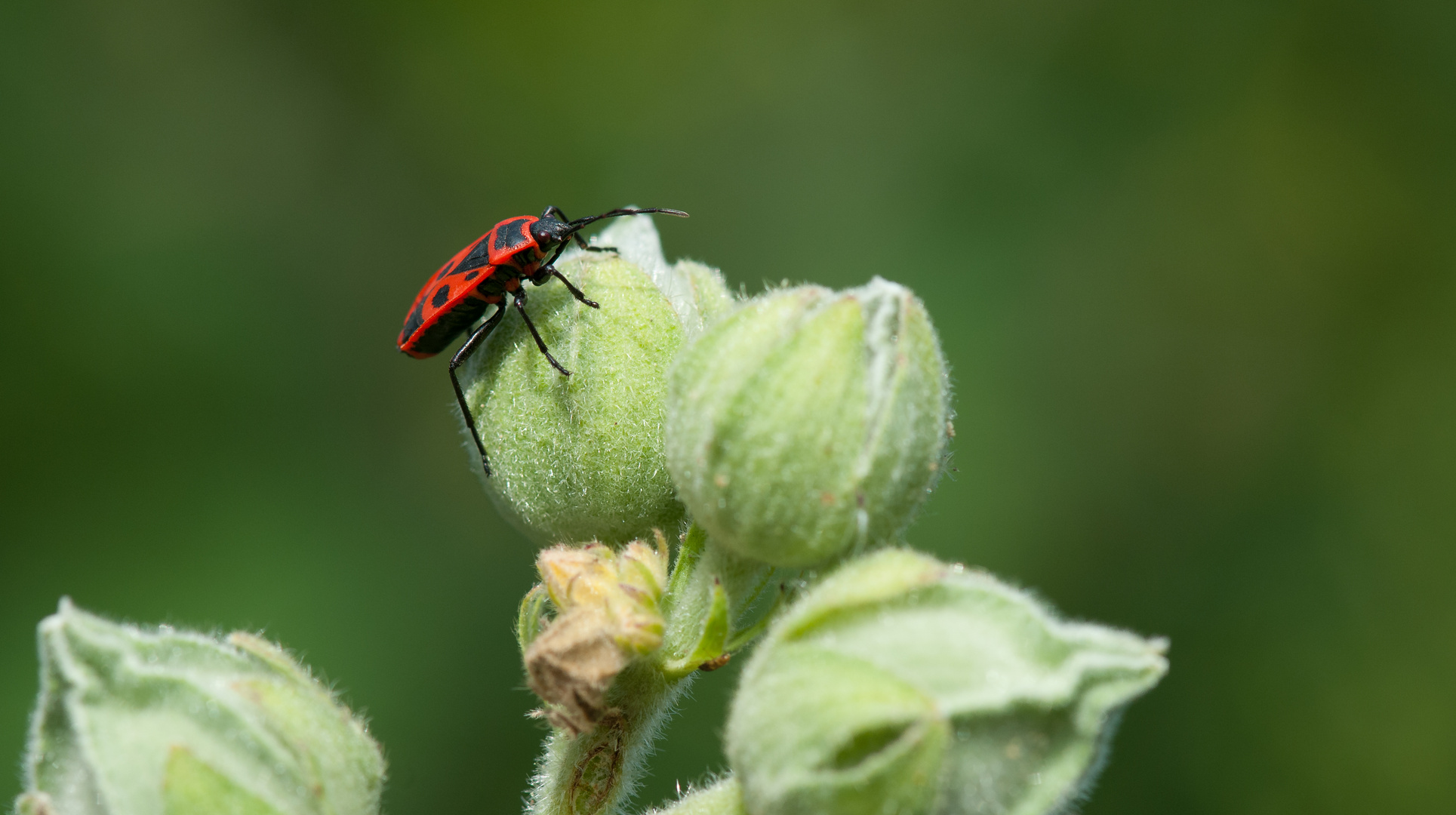 roter Käfer...