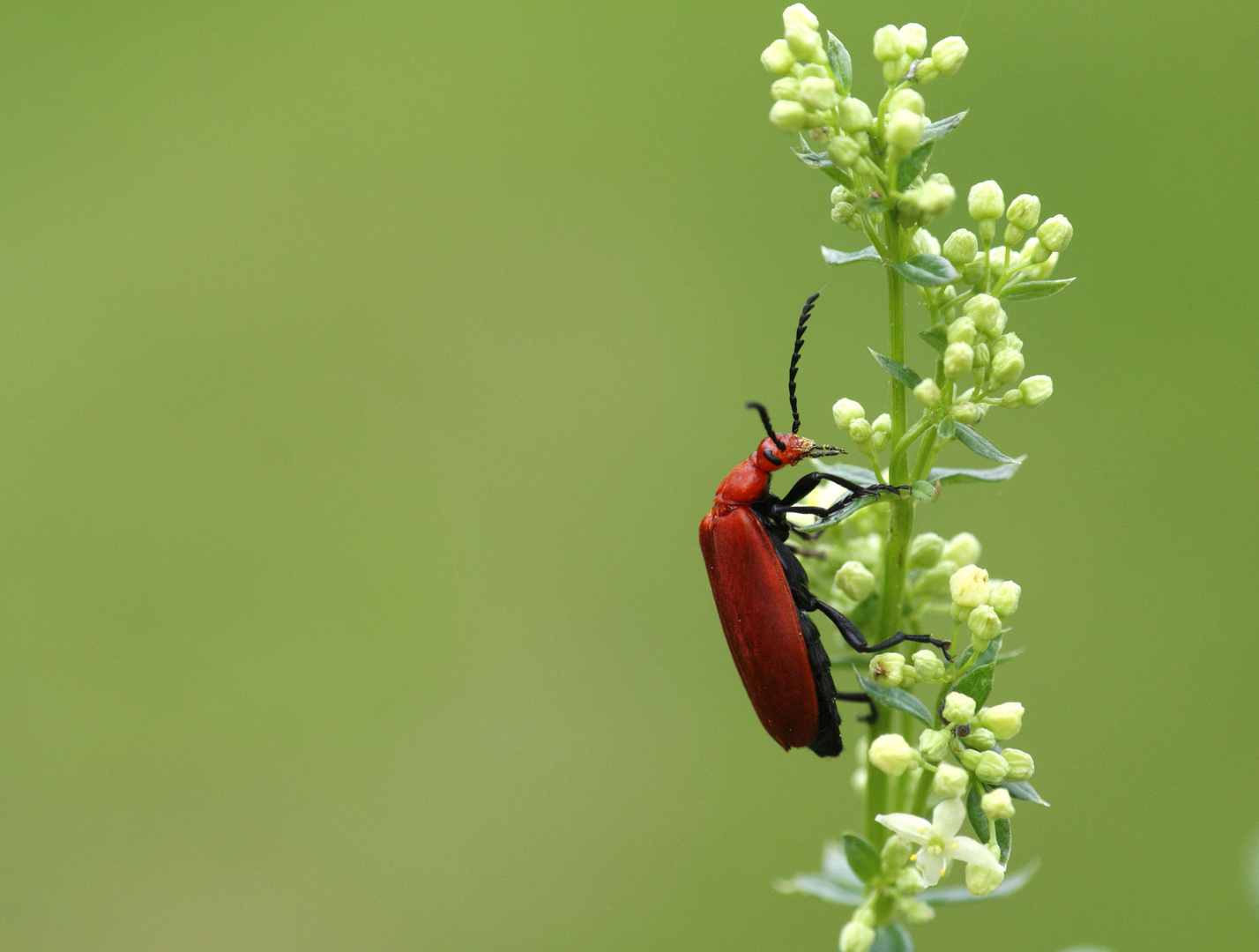 Roter Käfer