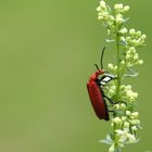 Roter Käfer