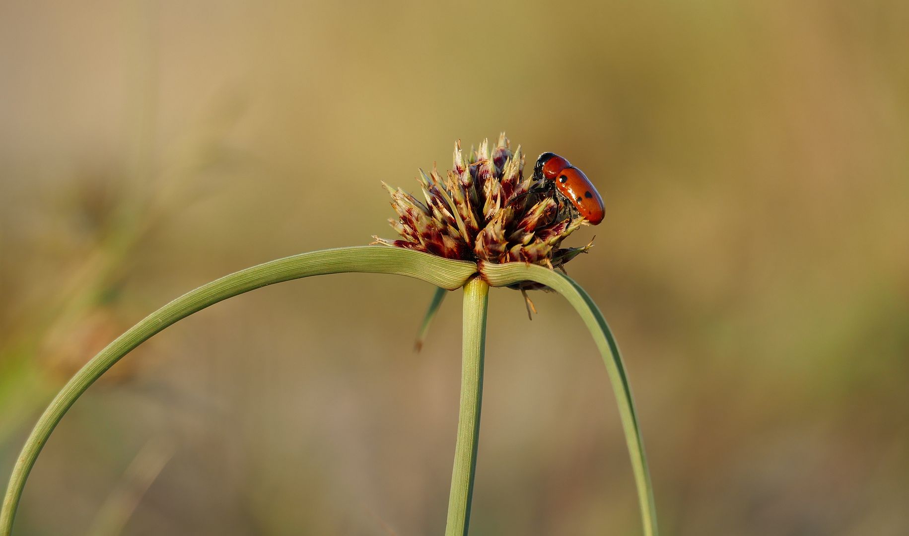 Roter Käfer