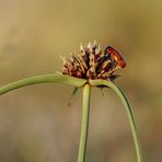 Roter Käfer