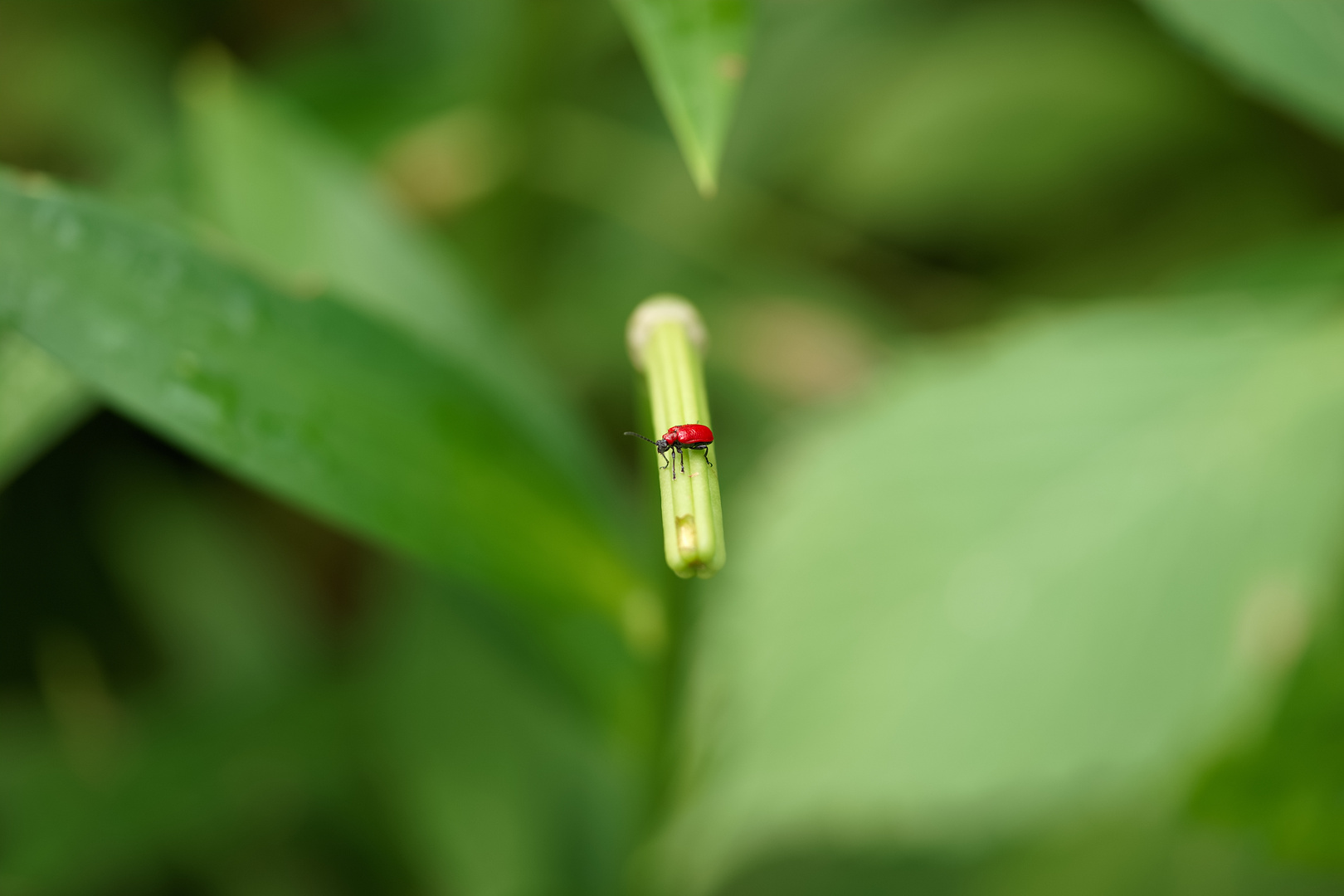 Roter Käfer