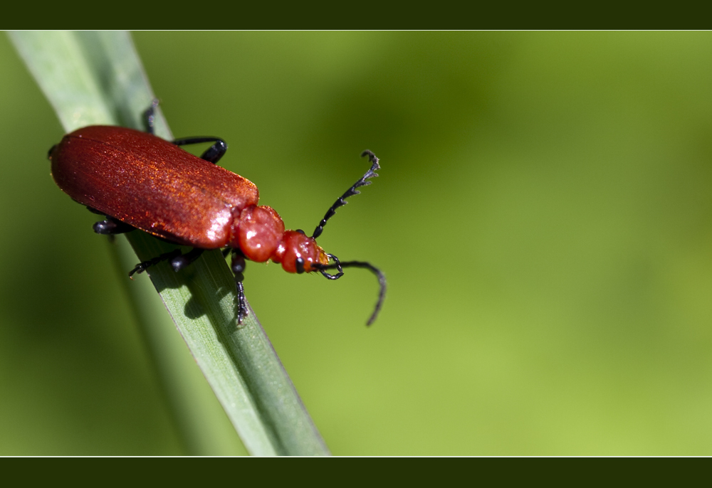 Roter Käfer