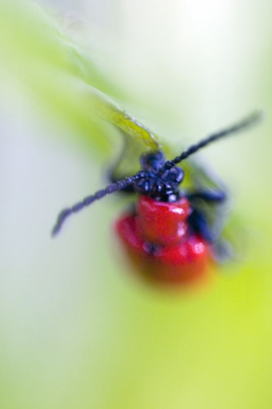 Roter Käfer im Grünen