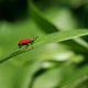 roter Kfer im Handstand