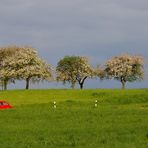 roter Käfer in grüner Natur